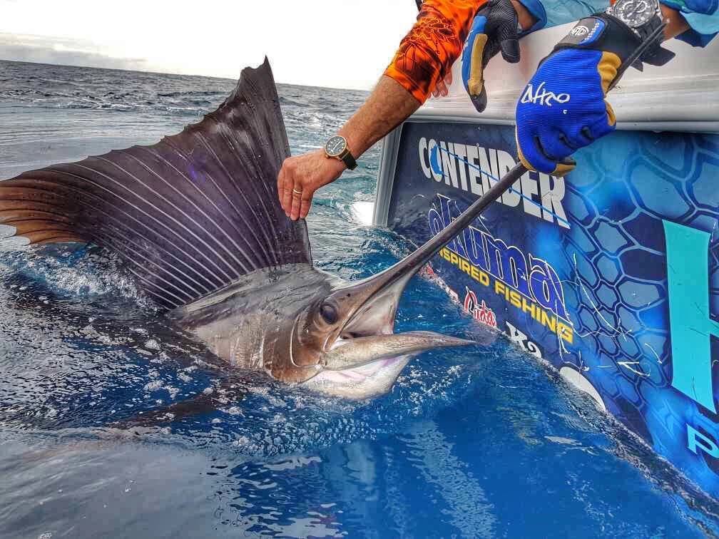 Pesca recreativa: apps útiles y equipo simple para empezar